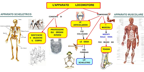 apparato locomotore