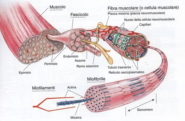 Anatomia muscolo Anatomia del muscolo